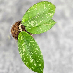 Hoya Sp. Aceh Sarami 