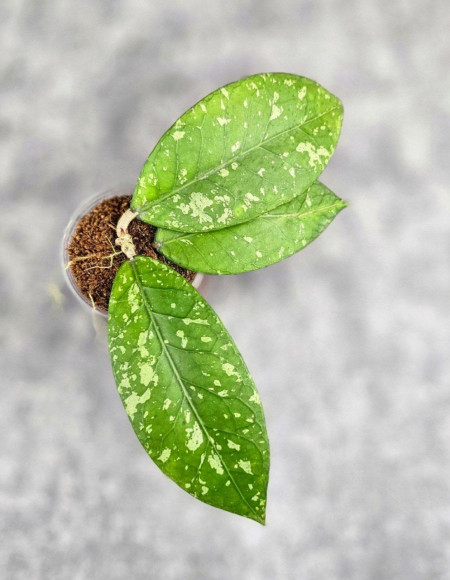 Hoya Sp. Aceh Sarami Hoya Sp. Aceh Sarami