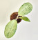 Hoya Emperor Silver 