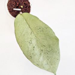 Hoya Emperor Silver 