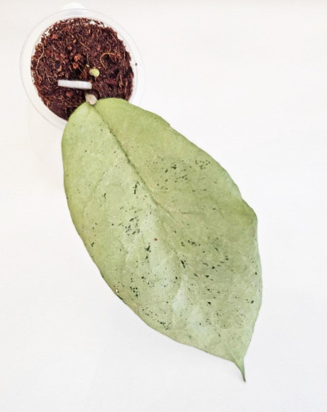 Hoya Emperor Silver 