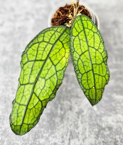 Hoya Clemensiorum Aceh #025                                                                      