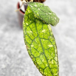 Hoya Clemensiorum Aceh ar #114