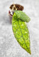 Hoya Clemensiorum Aceh ar #114