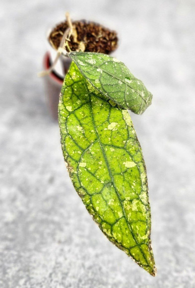 Hoya Clemensiorum Aceh ar #114
