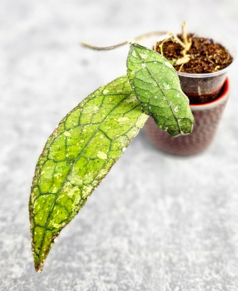 Hoya Clemensiorum Aceh ar #114