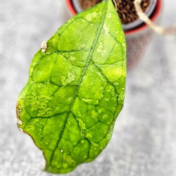 Hoya Clemensiorum Borneo Spesies