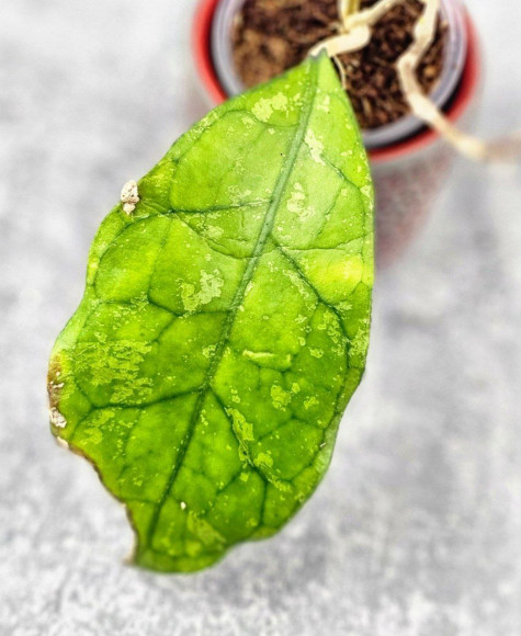 Hoya Clemensiorum Borneo Spesies