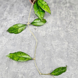 Hoya Clemensiorum Sarawak #002  