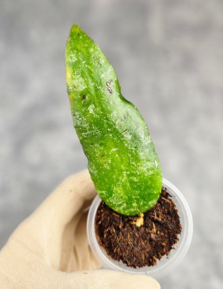 Hoya Caudata Aceh Hoya Caudata Aceh