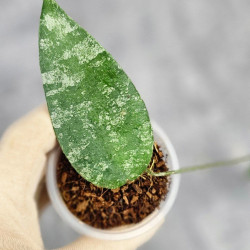 Hoya Caudata Aceh  High Splash 