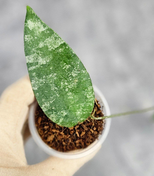 Hoya Caudata Aceh High Splash Hoya Caudata Aceh High Splash