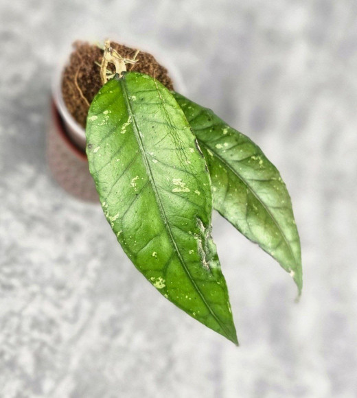 Hoya Sp Aceh Opop Hoya Sp Aceh Opop