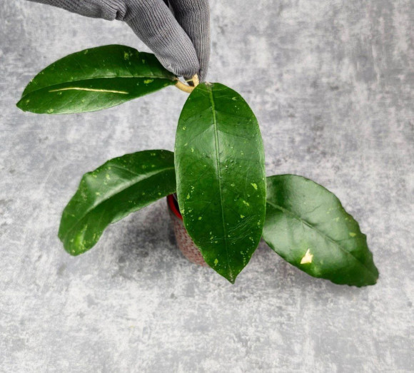 Hoya Sp. Aceh Canoe Hoya Sp. Aceh Canoe