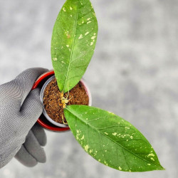 Hoya Sp. Aceh Tukik Pink Splash 