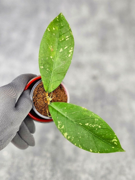 Hoya Sp. Aceh Tukik Pink Splash 