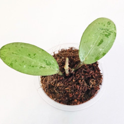 Hoya Elliptica Silver 