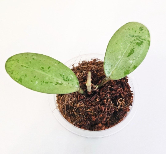 Hoya Elliptica Silver 