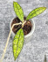 Hoya Clemensiorum Aceh #025                                                                       