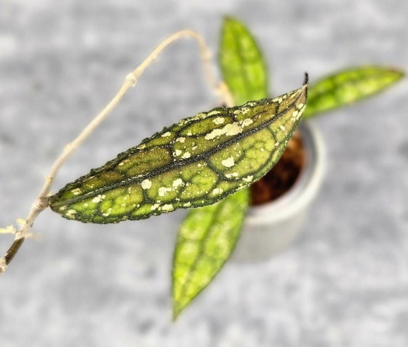 Hoya Clemensiorum Aceh #025                                                                       