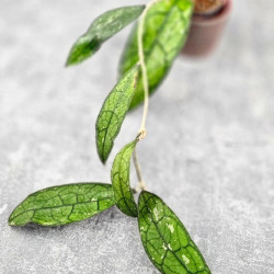 Hoya Clemensiorum Borneo Spesies 