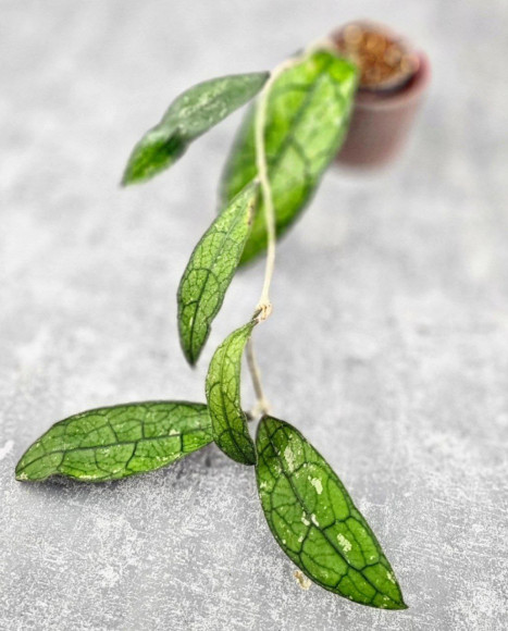 Hoya Clemensiorum Borneo Spesies 