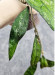 Hoya Clemensiorum Borneo Spesies 