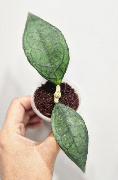 Hoya Clemensiorum Sarawak #002   