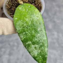 Hoya Caudata Aceh  