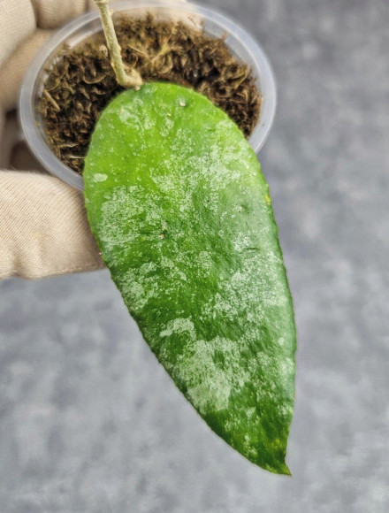 Hoya Caudata Aceh Hoya Caudata Aceh