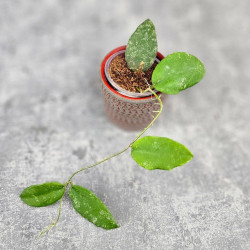Hoya Caudata Aceh  High Splash 