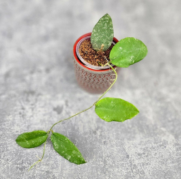 Hoya Caudata Aceh High Splash Hoya Caudata Aceh High Splash