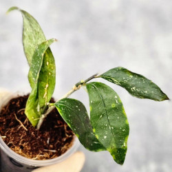 Hoya Sp Megatan East Java   