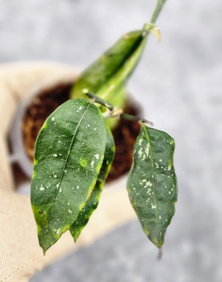 Hoya Sp Megatan East Java Hoya Sp Megatan East Java