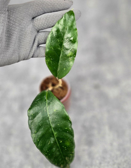 Hoya Sp. Aceh Canoe Hoya Sp. Aceh Canoe