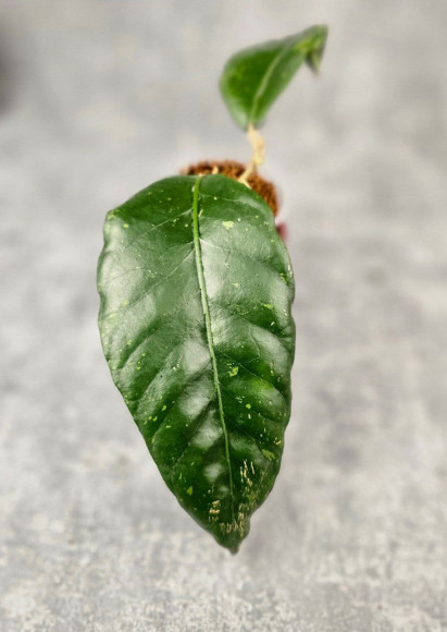 Hoya Sp. Aceh Canoe Hoya Sp. Aceh Canoe