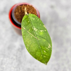 Hoya Sp. Aceh Tukik Pink Splash 