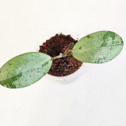 Hoya Elliptica Silver  