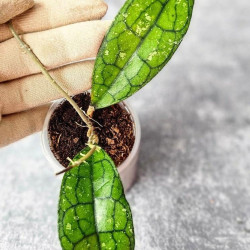 Hoya Clemensiorum Aceh #025                                                                        