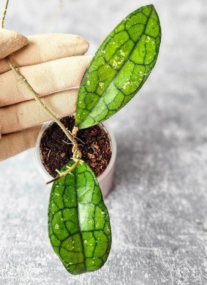 Hoya Clemensiorum Aceh #025                                                                        