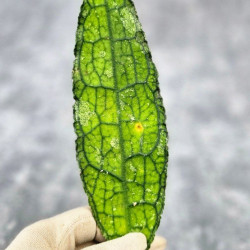 Hoya Clemensiorum Aceh ar #116