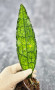 Hoya Clemensiorum Aceh ar #116