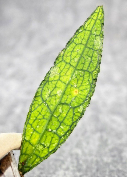 Hoya Clemensiorum Aceh ar #116