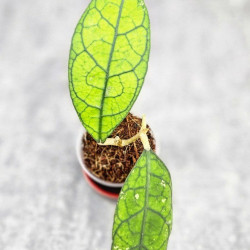 Hoya Clemensiorum Borneo Spesies  