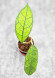 Hoya Clemensiorum Borneo Spesies  