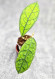 Hoya Clemensiorum Borneo Spesies  