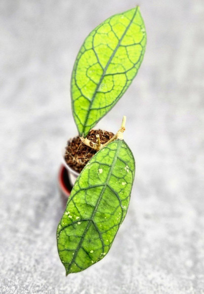 Hoya Clemensiorum Borneo Spesies Hoya Clemensiorum Borneo Spesies