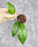 Hoya Clemensiorum Sarawak #002   