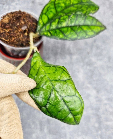 Hoya Clemensiorum Sarawak #002   