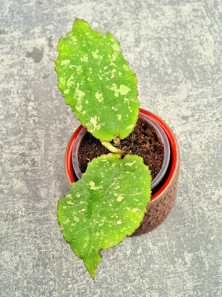 Hoya Undulata Army Tricolour Silver